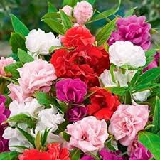 Balsam Camellia Flower Seeds for Planting – Wildflower Mix, Heirloom, Non-GMO Organic Garden Seeds for Home Garden