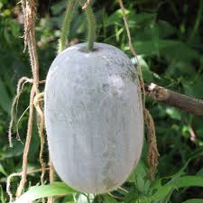 Winter Melon Seeds for Planting – Heirloom Non-GMO Organic Garden Seeds – Refreshing Melon for Soups & Stews