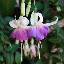 Heirloom Fuchsia Flower Seeds for Planting – Non-GMO, High Germination Organic Trailing Garden Seeds