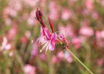Gaura Lindheimeri Pink, Whirling Butterflies Flower Seeds for Planting – Garden Favorite, Heirloom, Non-GMO & Organic Garden Seeds