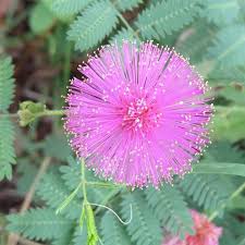 Pink Mimosa Pudica Seeds for Planting – Hardy Variety, Heirloom, Non-GMO Organic Garden Seeds