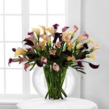 Mixed Calla Lily Flower Seeds – Non-GMO, Premium Garden Bulb Seeds for Planting