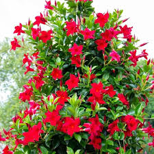 Dipladenia Flower Seeds for Planting – Colorful Display, Heirloom, Non-GMO, High Germination Seeds
