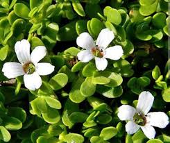 Bacopa Flower Seeds for Planting | Heirloom Non-GMO High Germination Organic Garden Seeds
