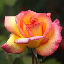 Yellow Pink Rose Flower Seeds for Planting – Heirloom, Non-GMO, Cottage Garden Essential Organic Seeds