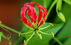 Red Rothschildiana Flower Seeds for Planting – Perfect for Borders, Heirloom, Non-GMO & Organic Garden Seeds