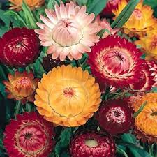 Helichrysum Bracteatum Flower Seeds for Planting - Pollinator Friendly, Heirloom, Non-GMO, High Germination Organic Garden Seeds