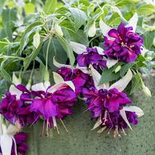 Heirloom Fuchsia Flower Seeds for Planting – Non-GMO, High Germination Organic Trailing Garden Seeds