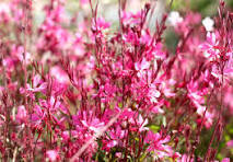 Gaura Lindheimeri Pink, Whirling Butterflies Flower Seeds for Planting – Garden Favorite, Heirloom, Non-GMO & Organic Garden Seeds