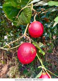 Red Snake Gourd Seeds for Planting – Heirloom, Non-GMO, High Germination Organic Garden Climbing Vines