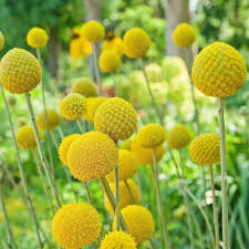 Craspedia Flower Seeds for Planting – Easy to Grow, Heirloom, Non-GMO, High Germination Garden Seeds