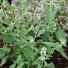 Lemon Catnip flower seeds for planting - Heirloom & Non-GMO Garden Seeds