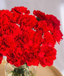 Red Carnation Dianthus Caryophyllus Flower Seeds for Planting – Heirloom, Non-GMO, High Germination Seeds