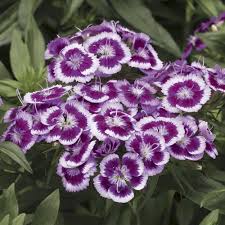 Purple White Dianthus Flower Seeds for Planting – Heirloom, Non-GMO, High Germination Organic Garden Seeds