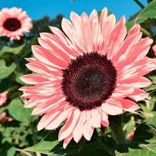 Pink Sunflower Flower Seeds for Planting – Heirloom Non-GMO High Germination Organic Garden Seeds