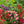 Balsam Camellia Flower Seeds for Planting – Wildflower Mix, Heirloom, Non-GMO Organic Garden Seeds for Home Garden