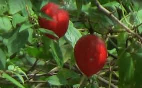 Red Snake Gourd Seeds for Planting – Heirloom, Non-GMO, High Germination Organic Garden Climbing Vines