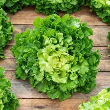 Green Lettuce Seeds for Planting – Heirloom, Non-GMO, Crisp Organic Garden Seeds for Healthy Leafy Greens