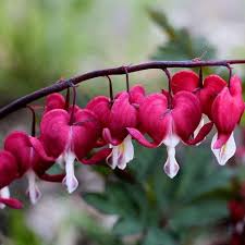 Pink Bleeding Heart Flower Seeds for Planting – Heirloom, Non-GMO, High Germination Organic Garden Seeds