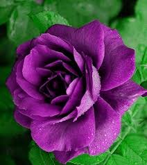 Pink Dark Violet Multi-Color Rose Seeds – Heirloom, Non-GMO, Hardy Variety