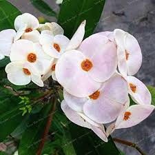 Euphorbia Flower Seeds for Planting – Heirloom, Non-GMO, High Germination Shade-Tolerant