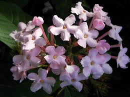 Luculia Gratissima Flower Seeds for Planting – Heirloom, Non-GMO, Drought-Tolerant, High Germination