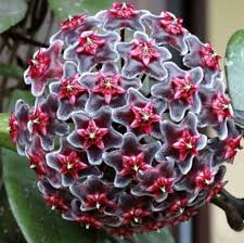Dark Purple Hoya Carnosa Seeds for Planting – Heirloom, Non-GMO, High Germination Long Bloom Season