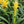 Yellow Bromeliad Tillandsia Bulbosa Flower Seeds for Planting – Heirloom, Non-GMO, Organic Garden Seeds