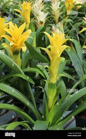 Yellow Bromeliad Tillandsia Bulbosa  Flower seeds for Planting - Perfect for Borders, Heirloom & GMO Free Seeds for Home Garden