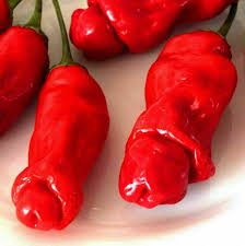 Red Chili Willy flower seeds for planting - Heirloom & Non-GMO Garden Seeds