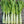 Asparagus Lettuce Seeds for Planting – Heirloom, Non-GMO, Organic Garden Seeds, High Germination, Rare Crunchy Salad Greens