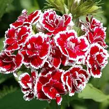 Carnation Dianthus Flower Seeds – Heirloom Non-GMO Cottage Garden Seeds