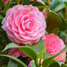 Heirloom Camellia Flower Seeds for Planting – Non-GMO, High Germination, Organic Garden Seeds for Cut Flowers