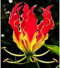 Pardancanda Flower Seeds for Planting – Heirloom, Non-GMO, Low Maintenance, High Germination