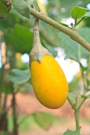 Eggplant Seeds for Planting Yellow – Heirloom, Non-GMO, Rare Flavor – Organic Garden Seeds