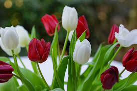 Jackpot Tulip Bulbs Flower Seeds for Planting – Heirloom, Non-GMO, Cottage Garden Organic Seeds