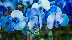 Sky Blue Orchid Flower Seeds for Planting – Heirloom, Non-GMO, High Germination Organic Garden Seeds for Seasonal Exotic Blooms