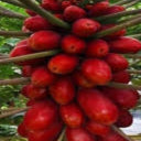 Burgundy Papaya seeds for planting - Heirloom & Non-GMO Garden seeds, rich tropical fruit variety for garden spaces