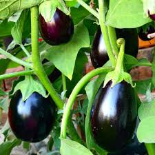Black Aubergine flower seeds for planting - Heirloom & Non-GMO Garden Seeds
