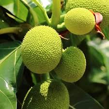 Artocarpus Breadfruit altilis Seeds for Planting – Heirloom, Non-GMO, High Germination Organic Tropical Fruit Tree Seeds