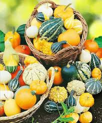 Ornamental Pumpkin Seeds Mix for Planting – Heirloom Non‑GMO High Germination Organic Garden Seeds