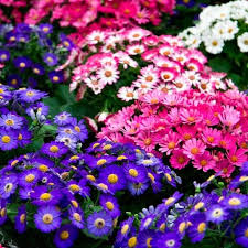 Cineraria Flower Seeds for Planting – Heirloom, Non-GMO, High Germination Cut Flower Favorite