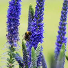 Purple Veronica Spicata Flower Seeds – Heirloom, Non-GMO, High Germination Organic Garden Seeds for Vertical Bloom Displays