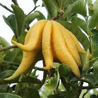 Fruit Seeds,Garden seeds, Seeds For Planting,Plant Seeds