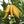 Fruit Seeds,Garden seeds, Seeds For Planting,Plant Seeds