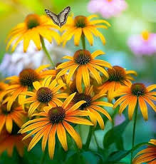 Cutleaf ConeFlower Seeds for Planting – Heirloom, Non-GMO, High Germination Organic Garden Seeds