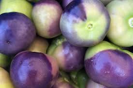 Milpero Purple Tomatillo Vegetable Seeds for Planting – Heirloom Non-GMO High Germination Seeds