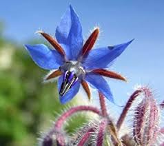 Blue Borage Flower Seeds for Planting – Heirloom, Non-GMO, High Germination Organic Garden Seeds