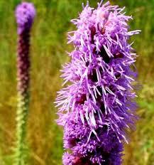 Violet Gayfeather Flower Seeds for Planting – Fragrant Blossoms, Heirloom, Non-GMO, High Germination