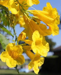 Yellow Campsis Radicans Flower Seeds for Planting – Heirloom, Non-GMO, High Germination Home Garden